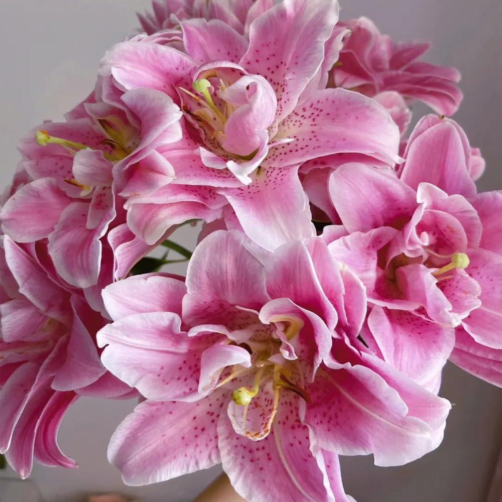 🎁2026 Must Plant☀️Rare Lily Bulbs🌸