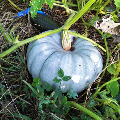 Jarrahdale Blue Pumpkin Seeds