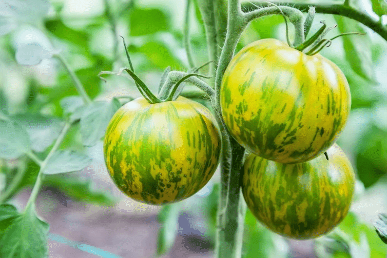 Green Zebra Tomato Seeds - Open Pollinated, Non GMO 20 seeds/pack