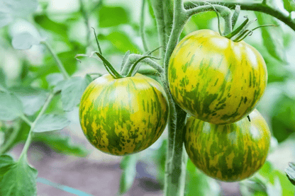 Green Zebra Tomato Seeds - Open Pollinated, Non GMO 20 seeds/pack