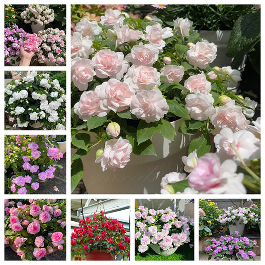 Balsamine Fingertip Genie🧚Impatiens Seeds