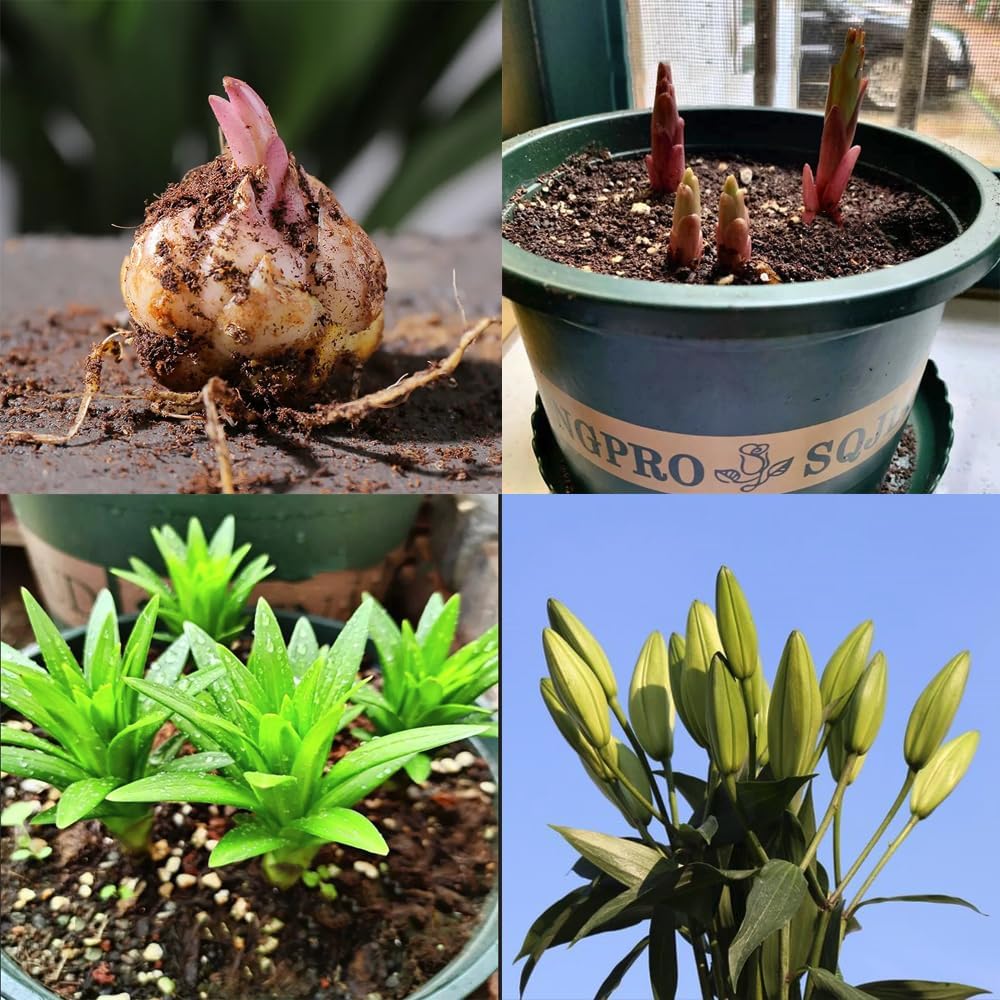 🎁2026 Must Plant☀️Rare Lily Bulbs🌸