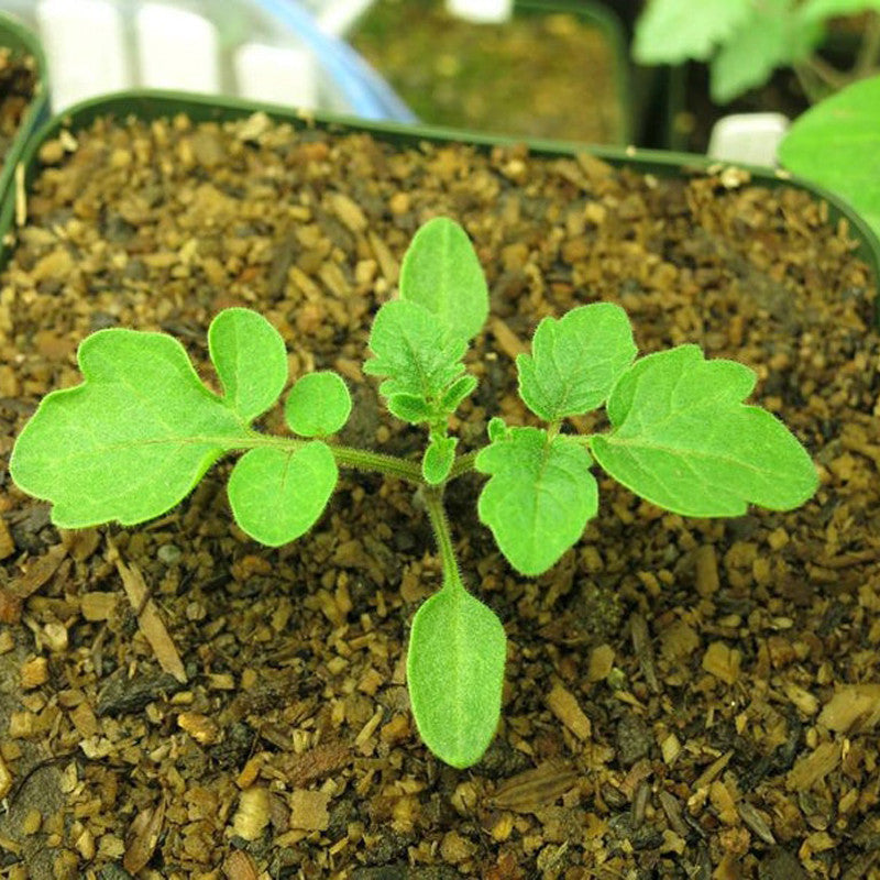 Wild Galapagos Island Tomato