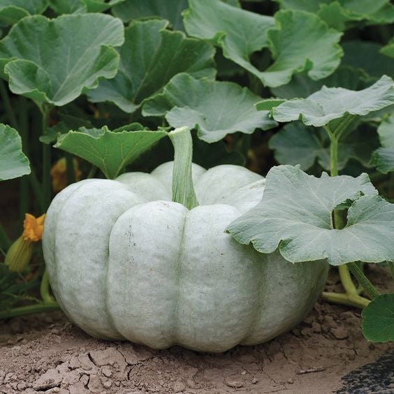 Jarrahdale Blue Pumpkin Seeds