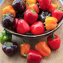 🎆36% off 🥂100 PCS Sweet Rainbow Mix Pepper Seeds🫑