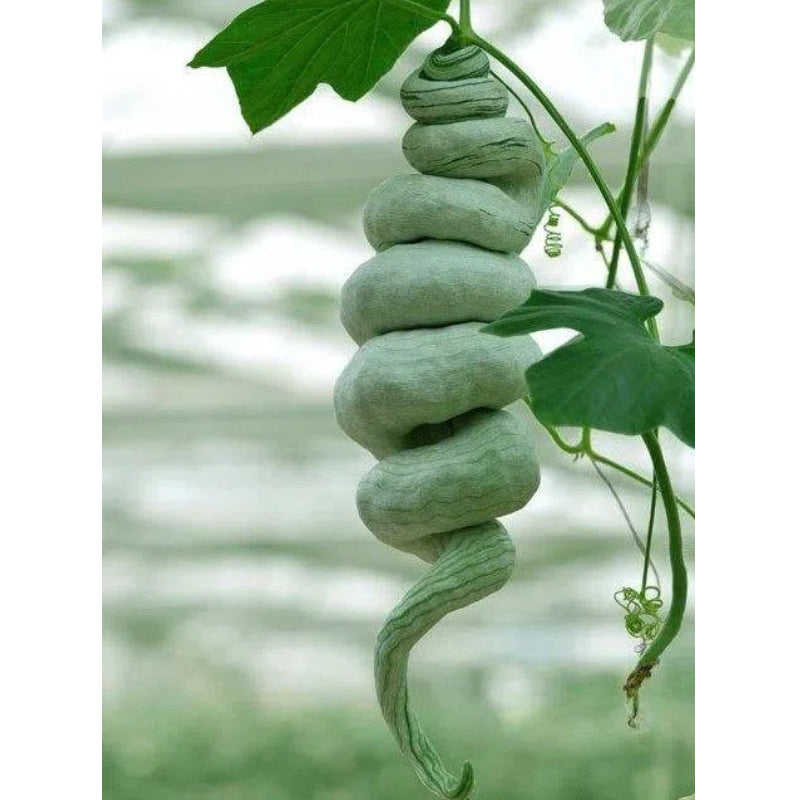 Long Green Snake Gourd Seeds🐍
