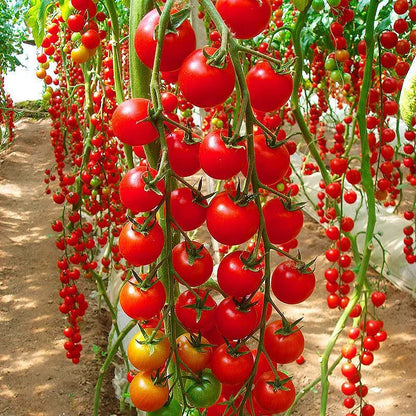 🤩Spring Hot Selling🍅Waterfall Small Tomato Seeds