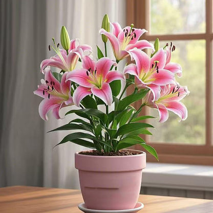 🎁2026 Must Plant☀️Rare Lily Bulbs🌸