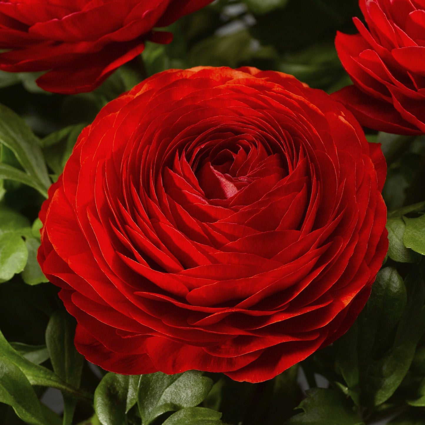 💐 Premium Ranunculus Flower Bulbs – Perfect for Containers or Beds