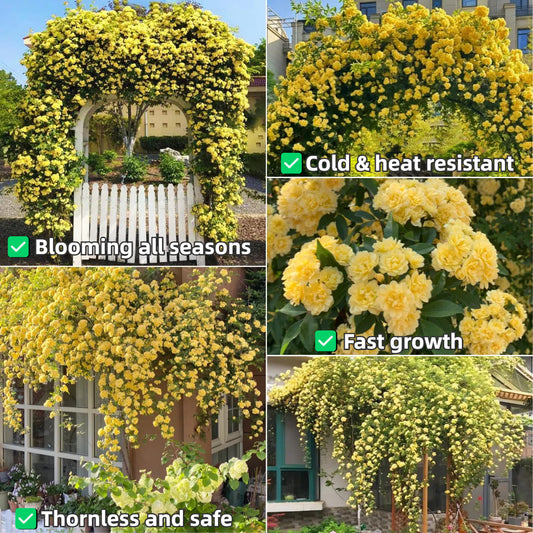 Thornless Lady Banks' Rose