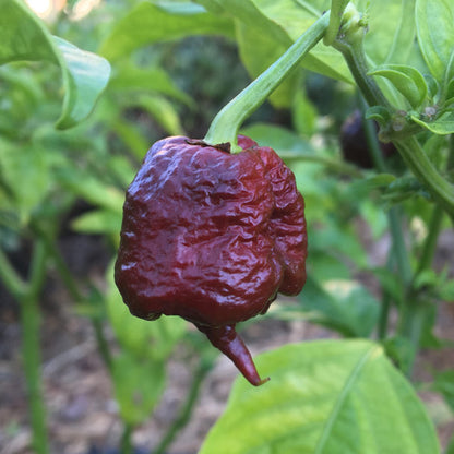 🔥Hot Winter Sale🔥Reaper Chocolate Chilli Seeds🌶️
