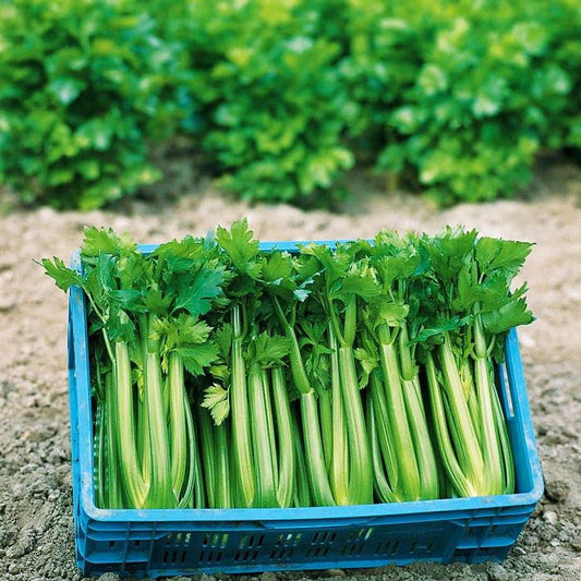 🍃Green Organic Celery Seeds--Healthy Delicious