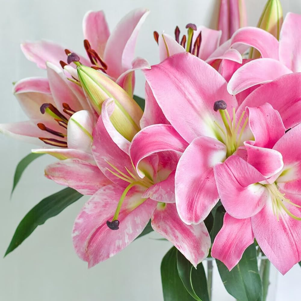 🎁2026 Must Plant☀️Rare Lily Bulbs🌸