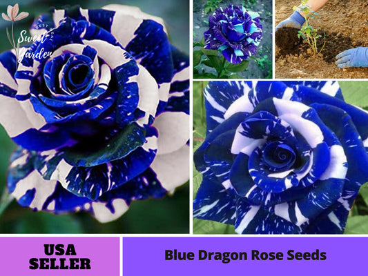 32+ Seeds| Blue Dragon Rose Seeds-Perennial -Authentic Seeds-Flowers -Organic. Non GMO -Vegetable Seeds-Mix Seeds for Plant-B3G1 #1082