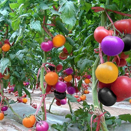✨Rare Seeds-🌈Rainbow Tomato Seeds🍅