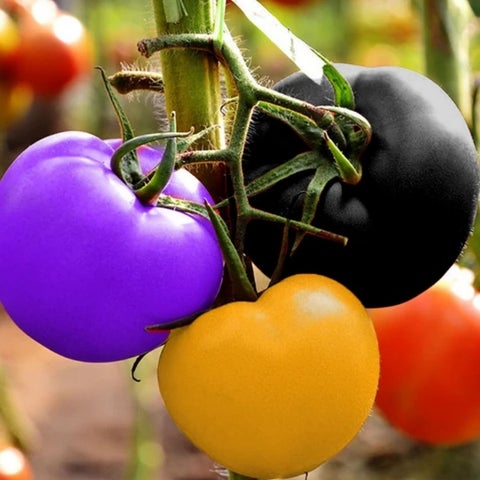✨Rare Seeds-🌈Rainbow Tomato Seeds🍅