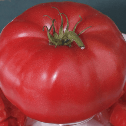 Giant Monster Tomato Seeds