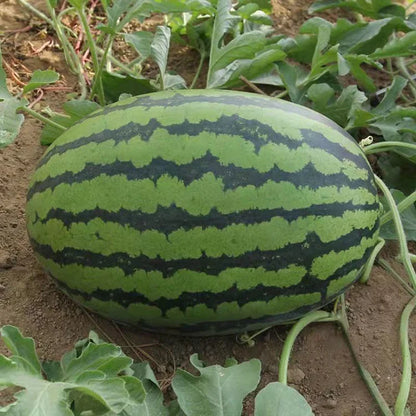 🍉 Lazy Watermelon Seeds | Grow Sweet Watermelons with Minimal Effort