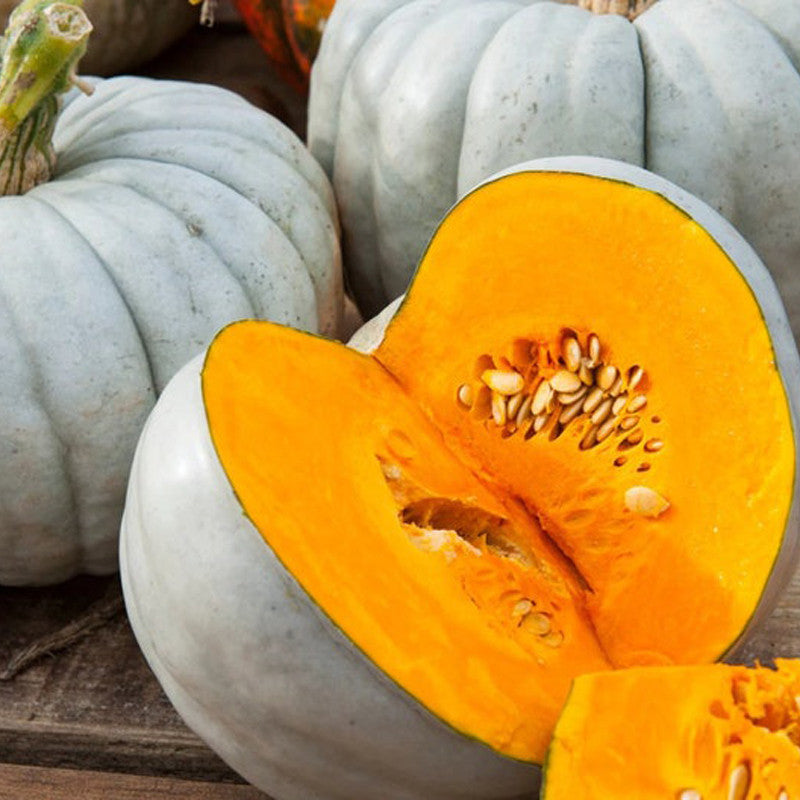 Jarrahdale Blue Pumpkin Seeds