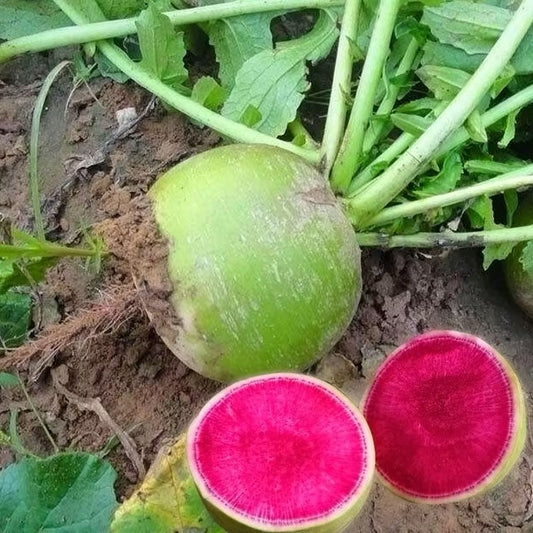 🍉Giant Fruit Watermelon Radish Seeds🥕