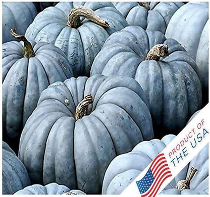 Jarrahdale Blue Pumpkin Seeds