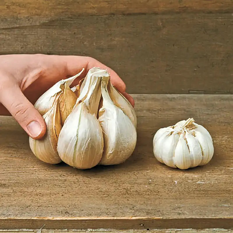 🧄Single Clove Garlic: Bold Flavor, Healthy Choice!