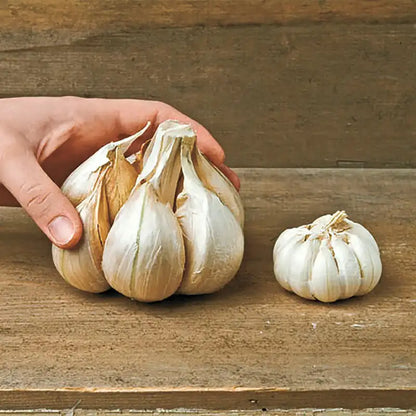 🧄Single Clove Garlic: Bold Flavor, Healthy Choice!