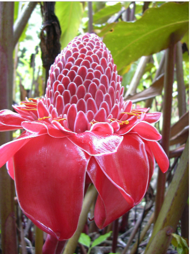 10 Graines de Etlingera elatior Rose, Rose de porcelaine,Gingembre Tropical Rose