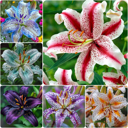 Blue Spots Lily-Rare Exquisite Lily Bulbs 🌸