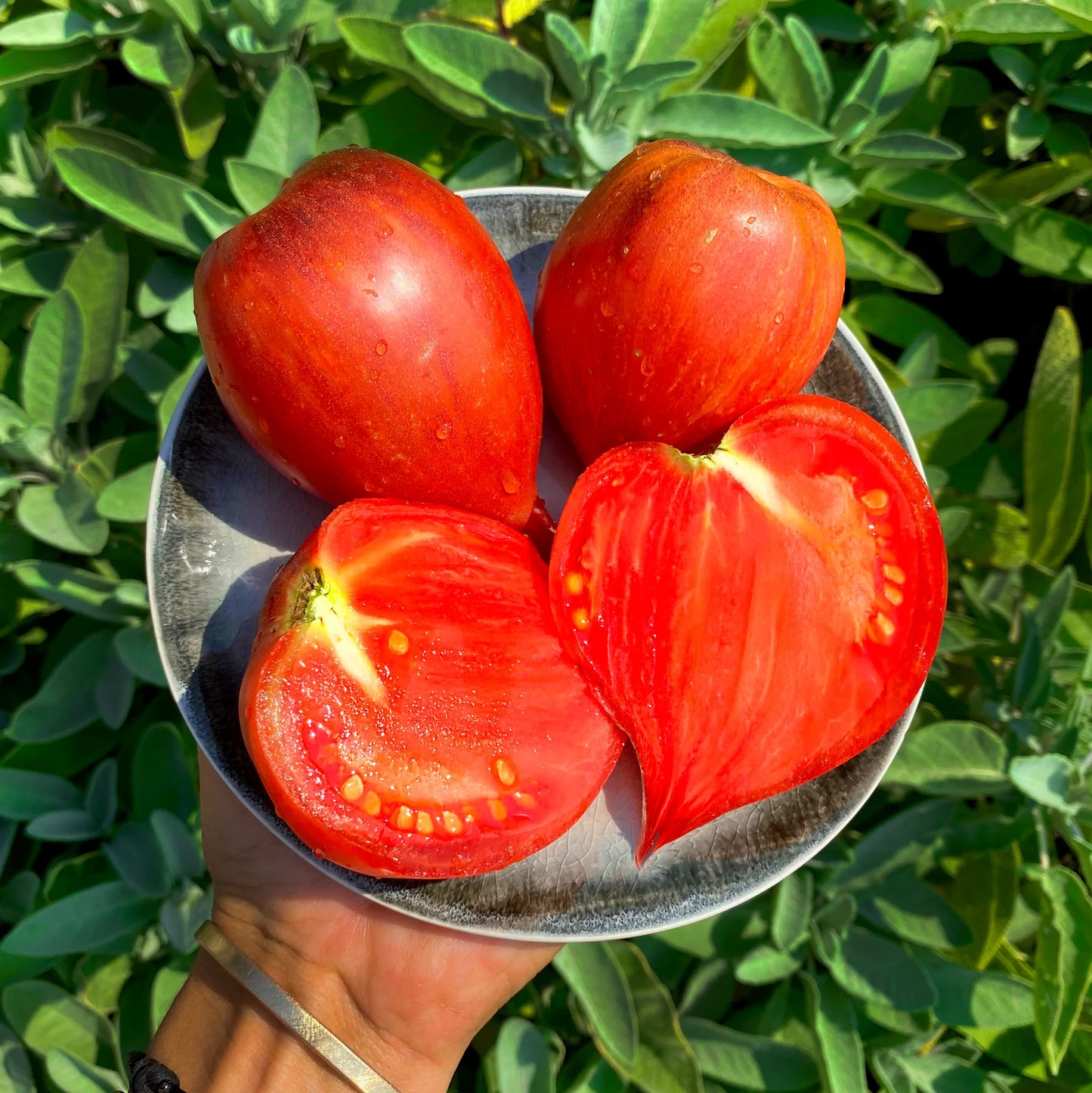 🍅❤️Crushed Heart Tomato Seeds - Flavor & Beauty