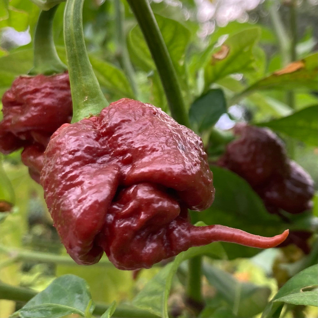 🔥Hot Winter Sale🔥Reaper Chocolate Chilli Seeds🌶️