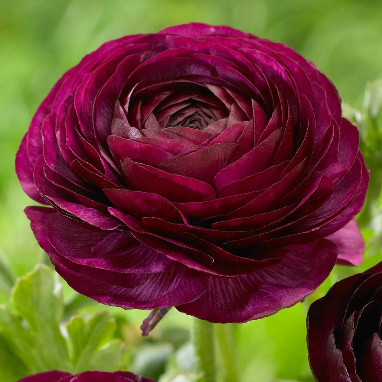 💐 Premium Ranunculus Flower Bulbs – Perfect for Containers or Beds