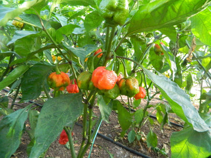 🔥Hot Winter Sale🔥Reaper Chocolate Chilli Seeds🌶️