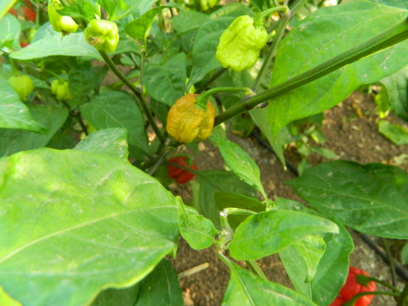 🔥Hot Winter Sale🔥Reaper Chocolate Chilli Seeds🌶️