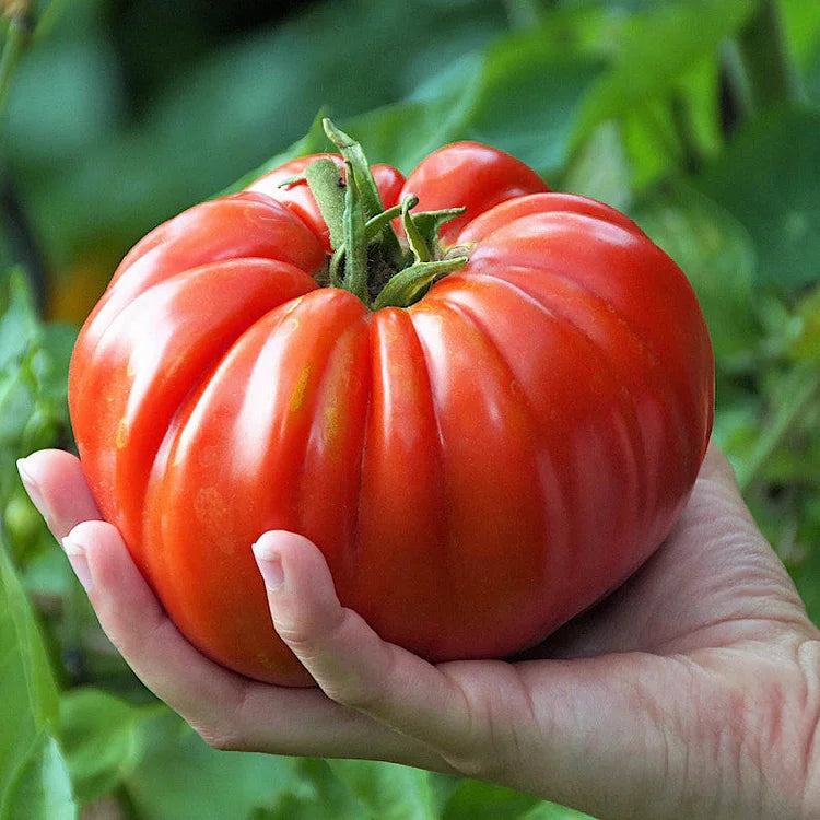 🍅Giant Beef Tomato Seeds-Up-To-2Kg