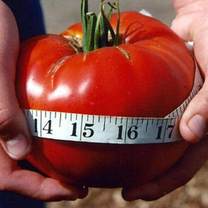 🍅Giant Beef Tomato Seeds-Up-To-2Kg