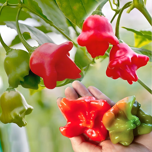 🥳Cute Hat👒-🎐Chili Pepper Seeds🌶️