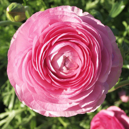 💐 Premium Ranunculus Flower Bulbs – Perfect for Containers or Beds