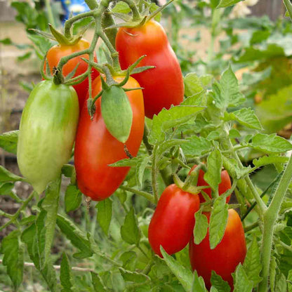 🍅💥San Marzano Tomato Seeds