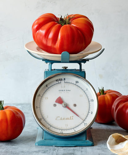 SteakHouse Hybrid Non-GMO Large Beefsteak Garden Produces Giant 3 LB Fresh Tomato Seeds