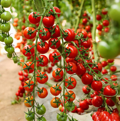 🤩Spring Hot Selling🍅Waterfall Small Tomato Seeds