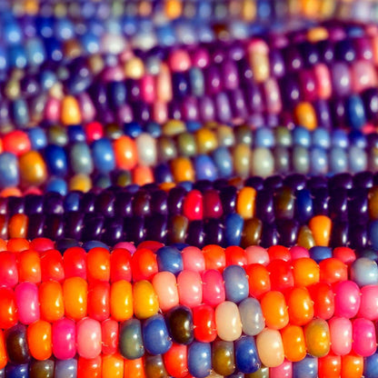 💥38% OFF🌈🌽Rainbow Glass Gem Corn Seeds
