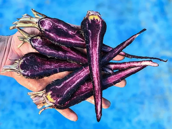 PUSA ASITA BLACK CARROT Seeds