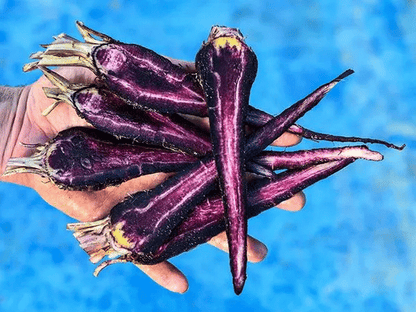 PUSA ASITA BLACK CARROT Seeds