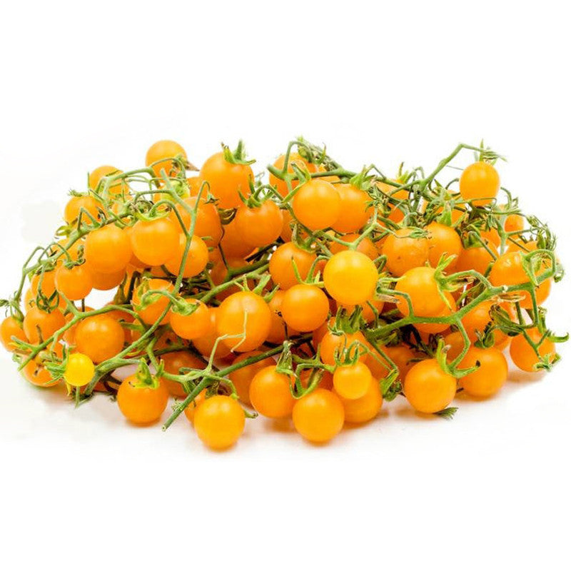 Wild Galapagos Island Tomato