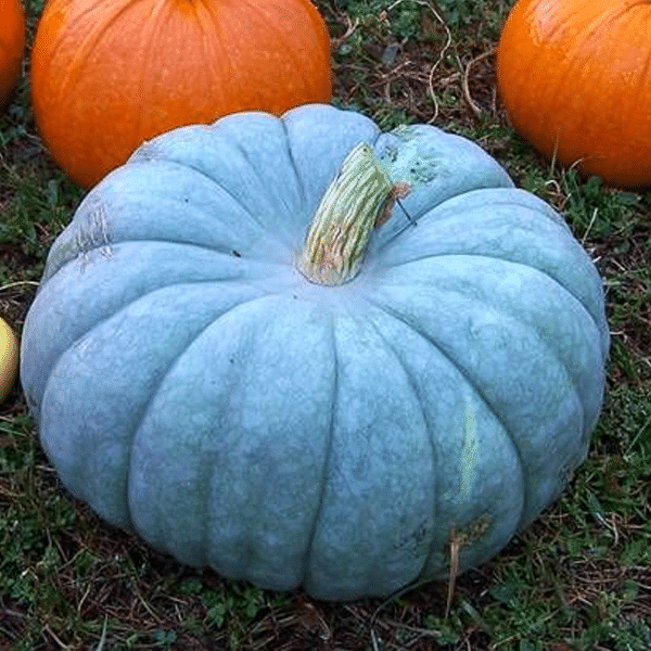 Jarrahdale Blue Pumpkin Seeds