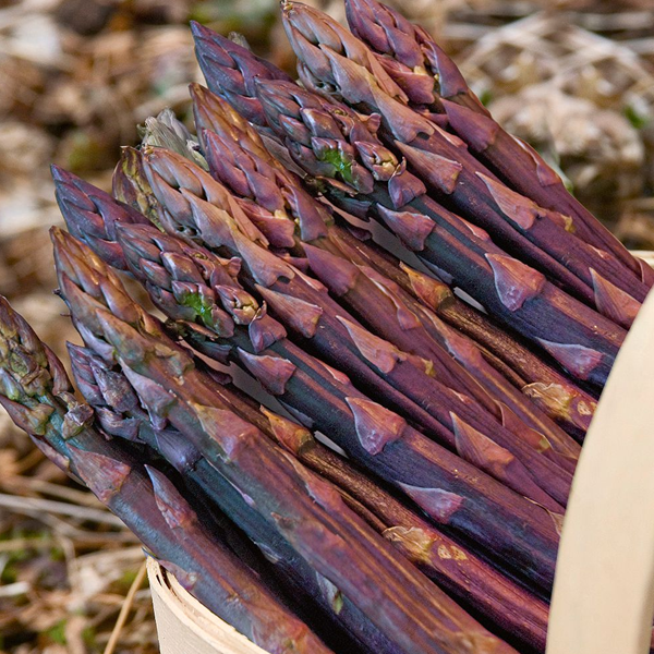 🥂100 PCS  Fruity Asparagus Seeds 😝