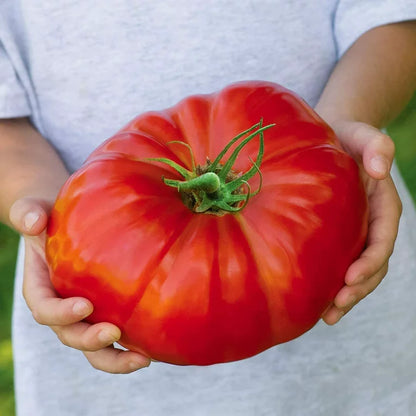 🍅Giant Beef Tomato Seeds-Up-To-2Kg
