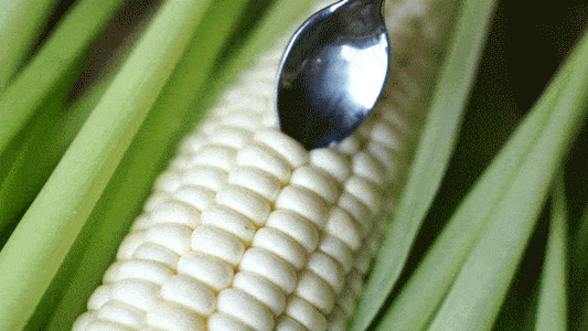 🥂100 PCS  Milk Corn Seeds🌽