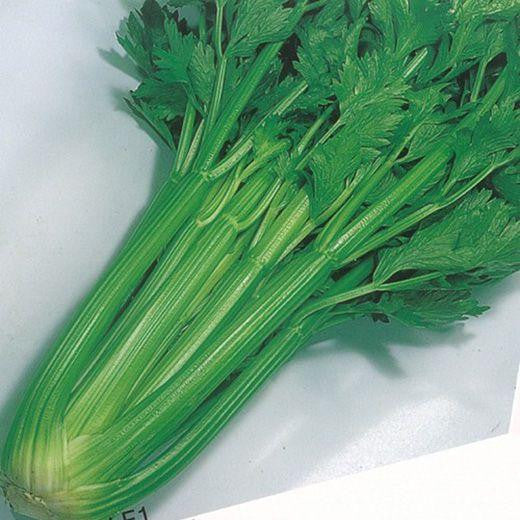 🍃Green Organic Celery Seeds--Healthy Delicious